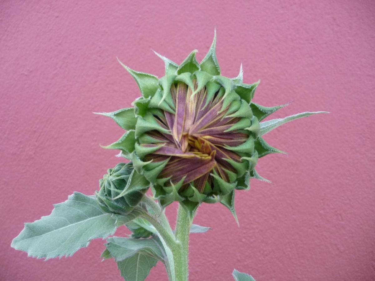 Helianthus Guesthouse Amoliani Exterior foto