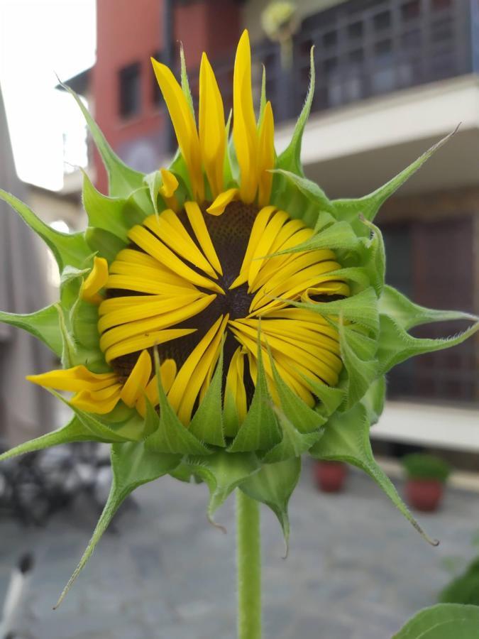 Helianthus Guesthouse Amoliani Exterior foto