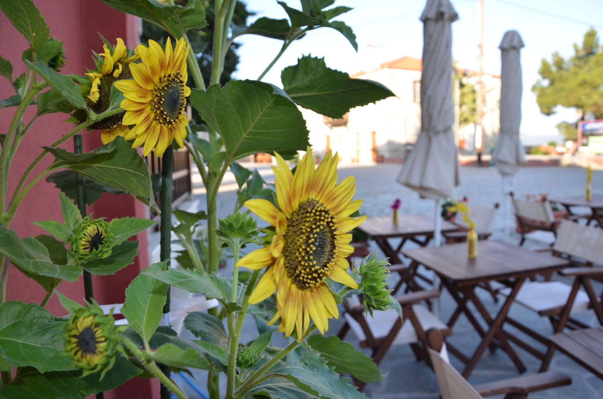Helianthus Guesthouse Amoliani Exterior foto